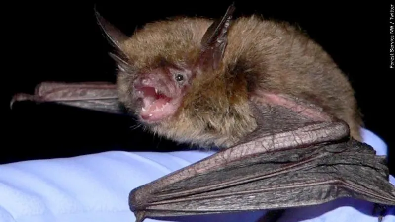 Rabies alert issued after two rabid bats found in Bonneville, Jefferson counties