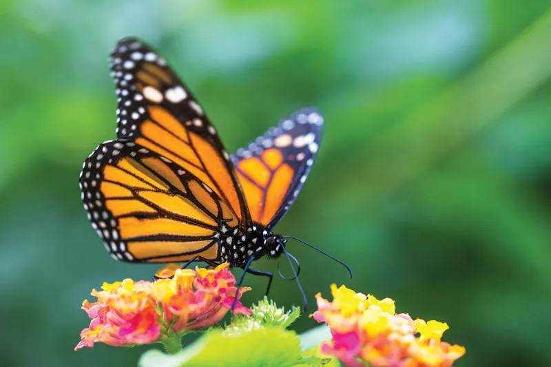 Celebrate local pollinators at the Monarch and Friends Festival