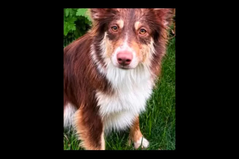 Twin Falls Pet Missing Since Aug 25 Near DMV, Reward Offered