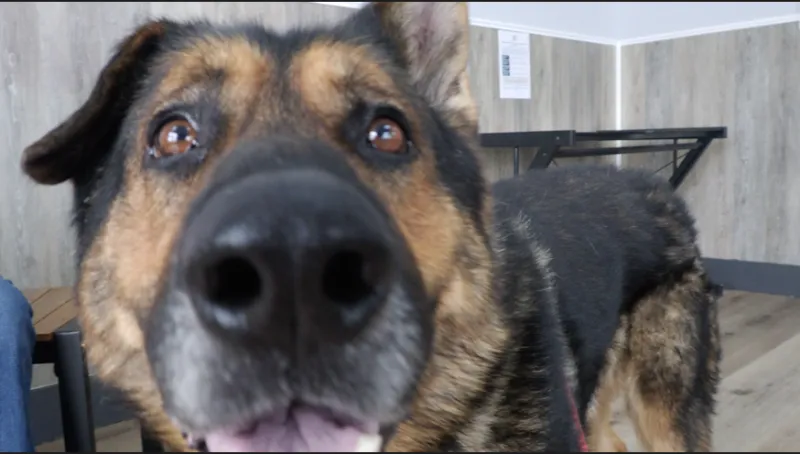 Rescue effect campaign brings free adoptions to Snake River Animal Shelter