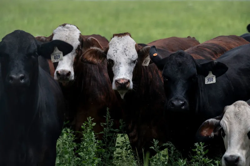Trump says he'll make it easier for ranchers to process their own food after blowback over his beef policies