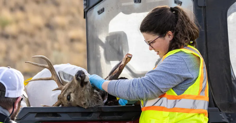 What hunters need to know about CWD requirements for 2026