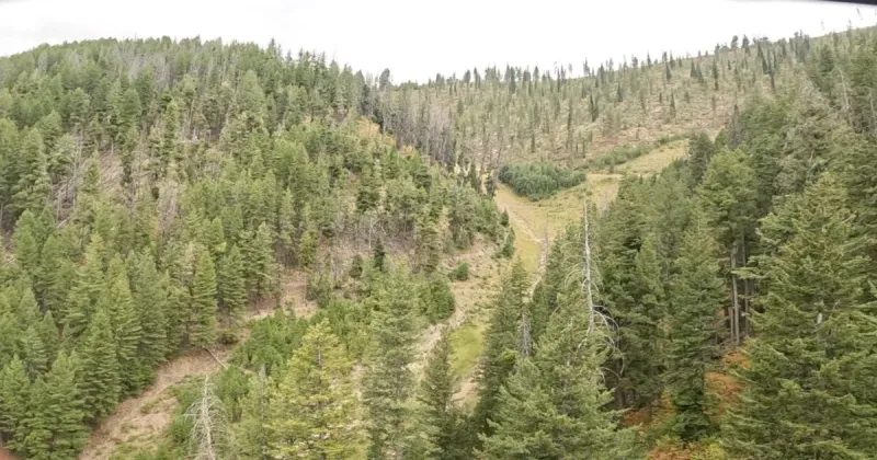 Bald Mountain Stewardship Program aims to improve forest health at Sun Valley Resort