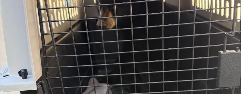 Young black bear makes unexpected visit to Pocatello neighborhood
