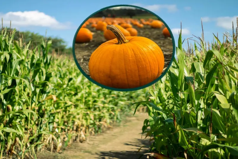 Tubbs Berry Farm, Maze, Pumpkin Patch To Open: Get Free Tix!