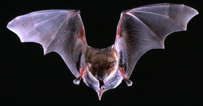 Idaho health officials warn of increased human encounters with rabid bats