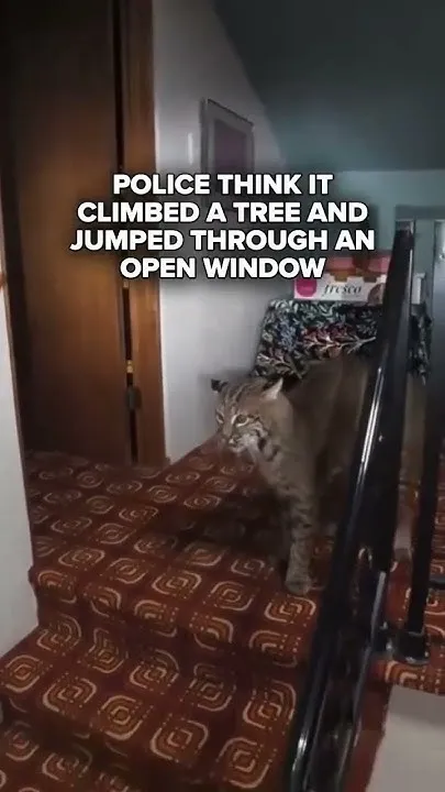 Bobcat removed from Kirkland home after jumping through open window (Video)