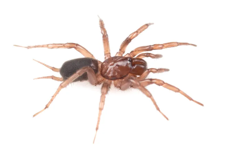 Web of intrigue: U of I researchers find a new, Idaho-centric species of spider