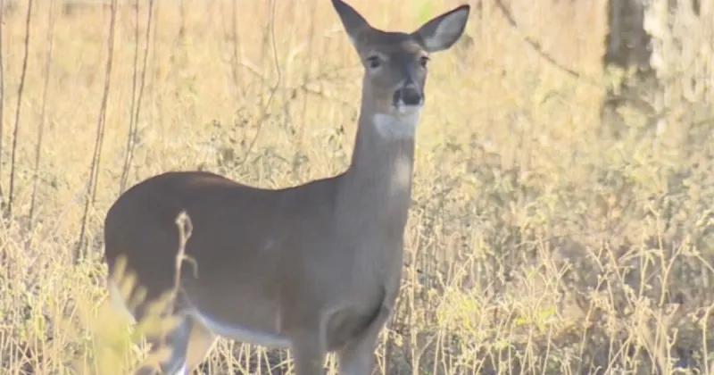 Idaho Department of Fish and Game updates CWD testing requirements for 2026