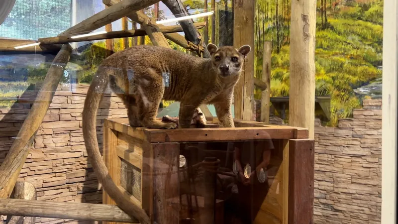 Welcome to Paradise: New Island exhibit opens at Idaho Falls Zoo