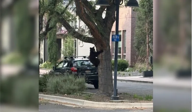 Animal Sighting: Baby Bear Takes a Little Field Trip Into Boise