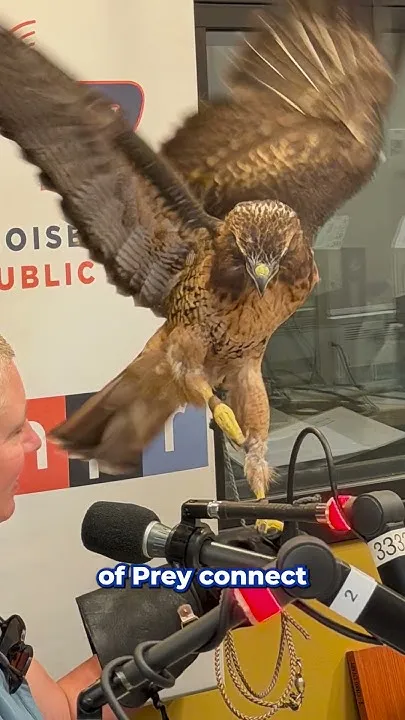 Meet the birds taking flight at the World Center for Birds of Prey (Video)