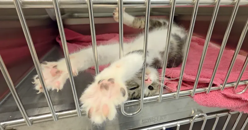 Twin Falls Animal Shelter set to break ground on expansion after nearly a decade of fundraising