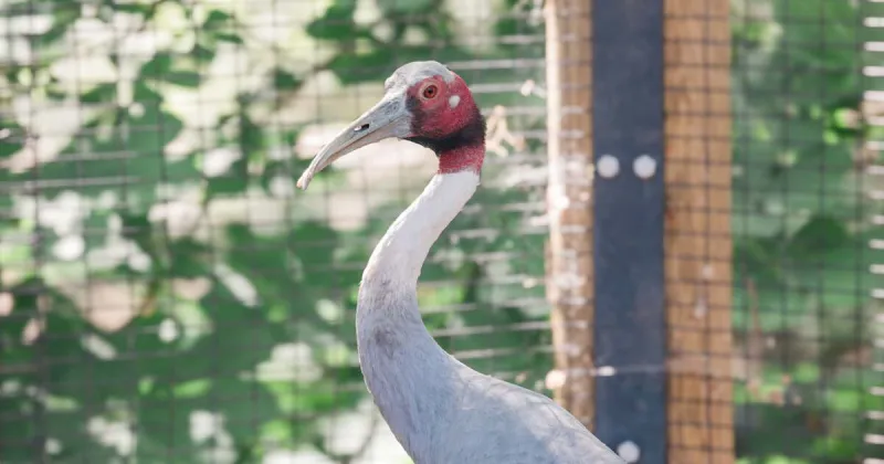 Zoo Boise mourns death of beloved sarus crane Claudia at 37