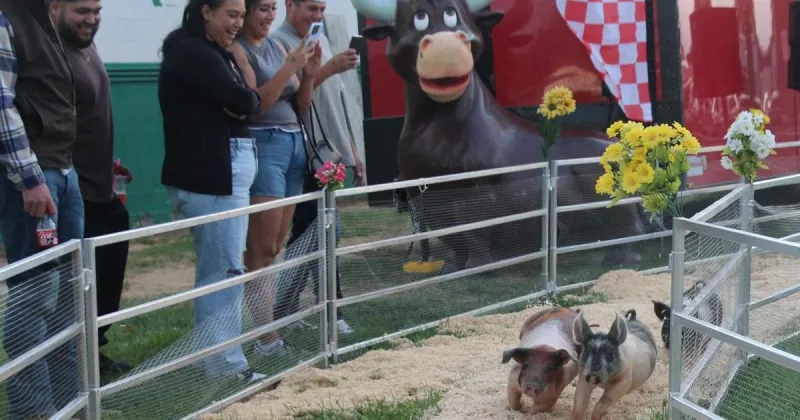 Oink!: Aces Flying Pigs steal the show at TF County Fair