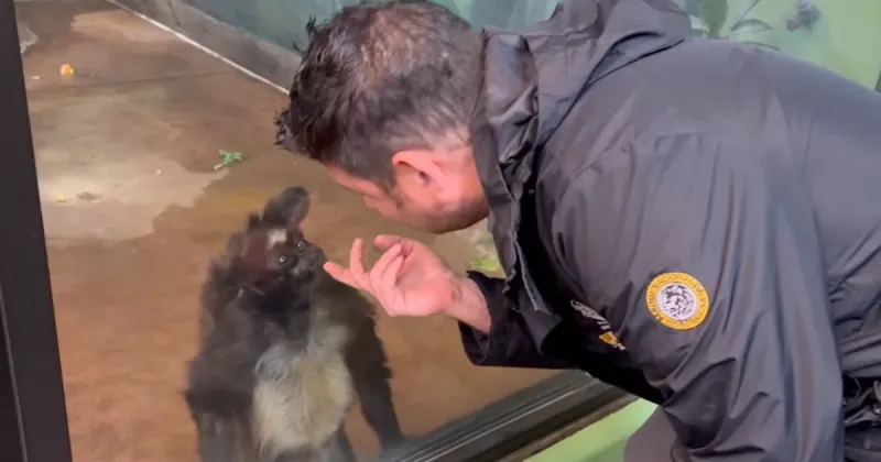 Zoo Boise may be home to one of the oldest spider monkeys in the world