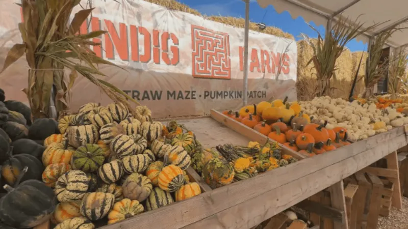 Shindig Farms prepares to welcome families back for fall season