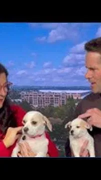 Honey & Lady are available for adoption at SpokAnimal (Video)