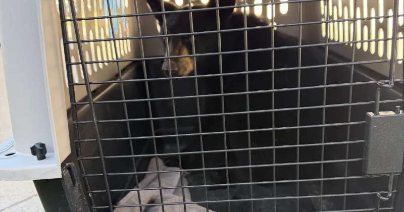 IDFG removes young black bear from a Pocatello neighborhood