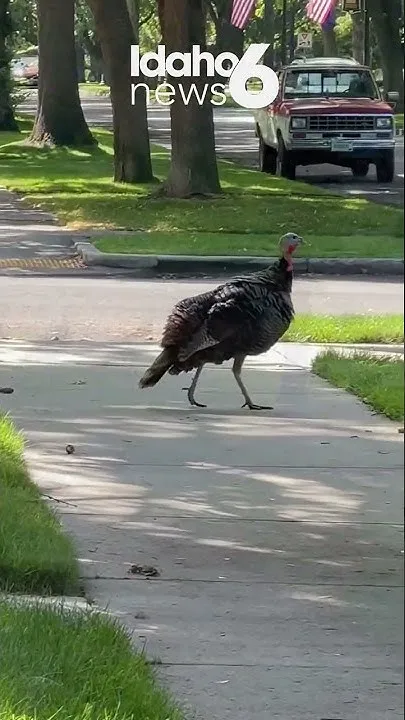 Boise mailman had enough of these wild turkeys (Video)