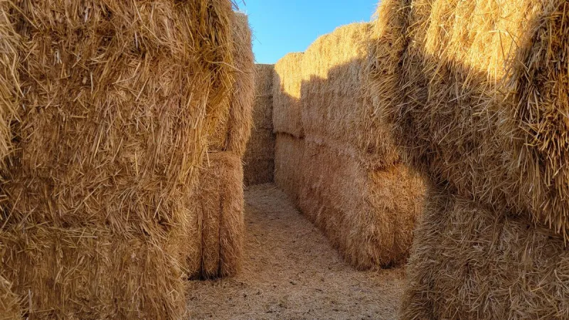 Tubbs Berry Farm Straw Bale Maze and Pumpkin Patch Opens Soon