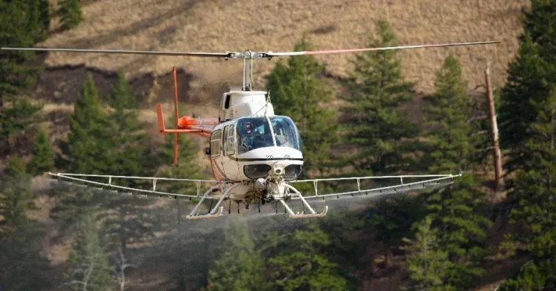 Salmon Region helicopter flights treating invasive cheatgrass and noxious weeds begin Monday