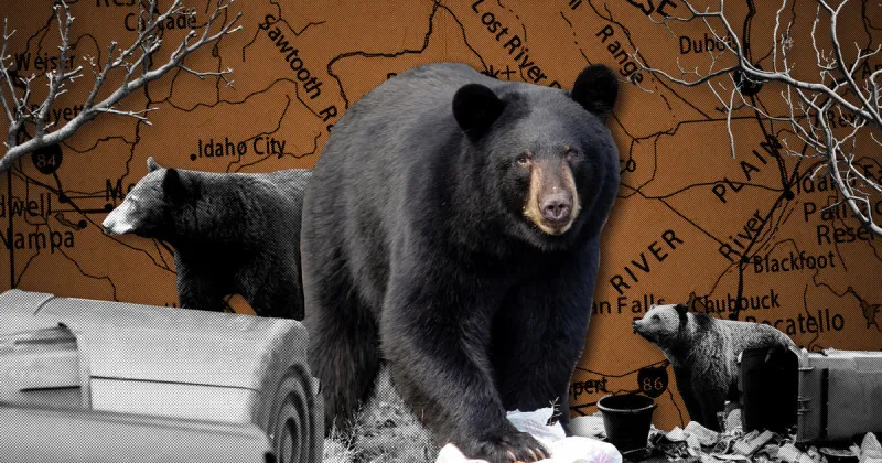 Drought and natural food scarcity push bears into places they don't normally go
