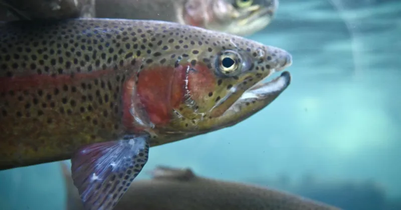 Fish salvage order issued for two southeast Idaho reservoirs