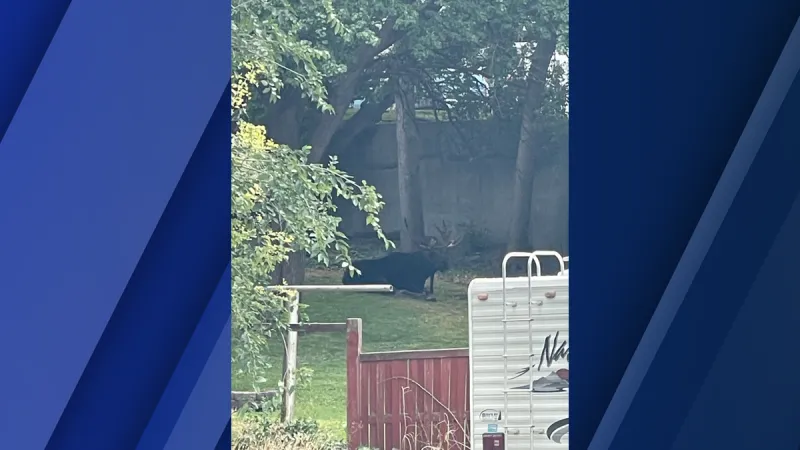 Bull moose spotted in American Falls backyard, residents told to stay inside