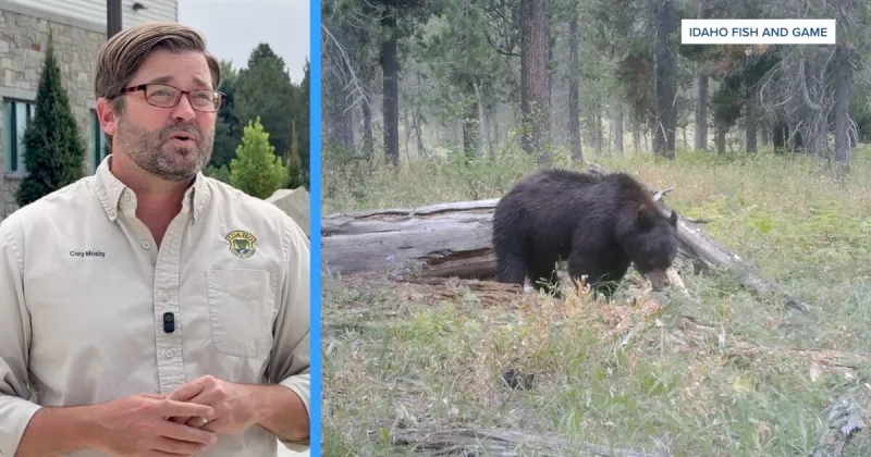 'At least one call a day': Why Idaho Fish and Game says bear encounters are up this year