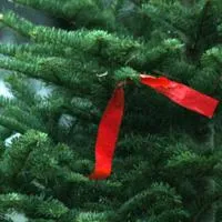 National Forest to sell 150 Christmas trees near Burley at auction