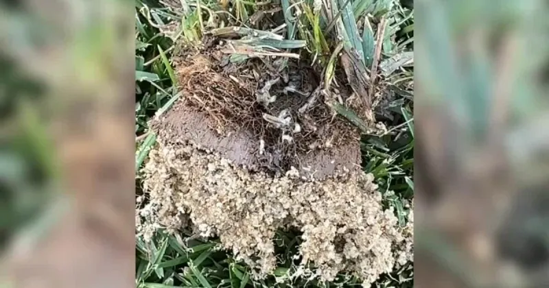 Armyworms invade Treasure Valley lawns, leaving homeowners with costly damage
