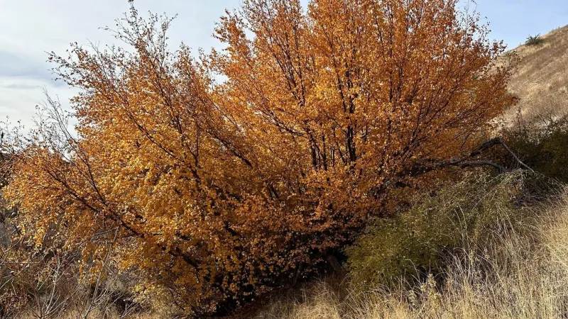 Ridge to Rivers highlights top trails for peak fall colors in the Boise foothills