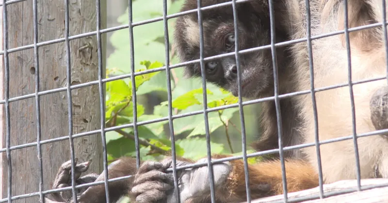 Meet Elvis: One of the oldest spider monkeys in the world, living at Zoo Boise