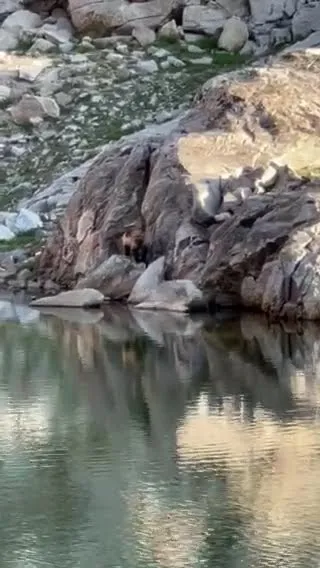 Rare Wolverine Sighting (Video)