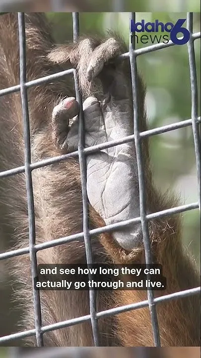 One of the oldest spider monkeys in the world at Zoo Boise (Video)