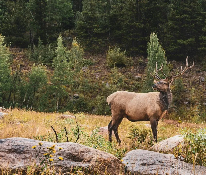 Idaho Man Dies After Collision with Elk