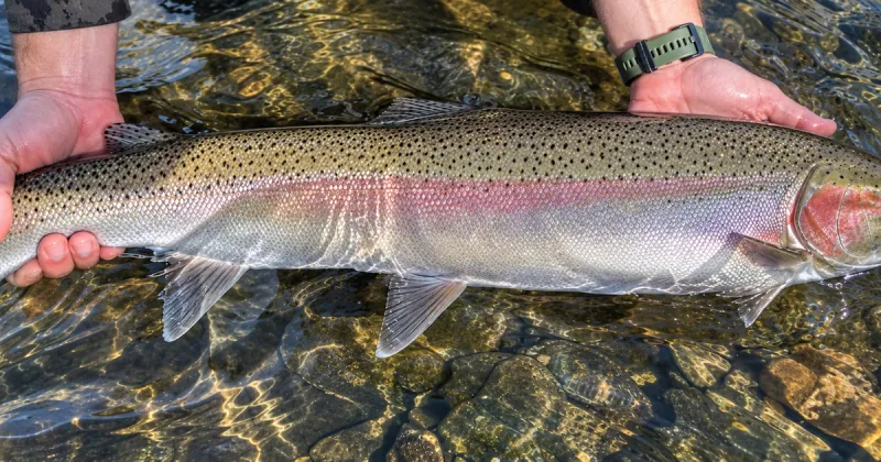 2026 Idaho Steelhead Update