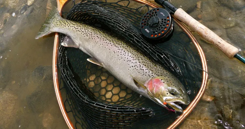 IDFG modifies fall Chinook and steelhead bag limits