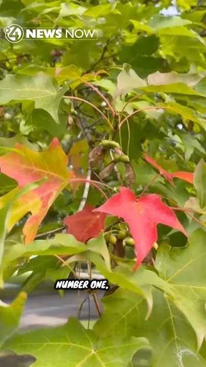 The leaves are changing color earlier this year. #kxly4news #4newsnow (Video)