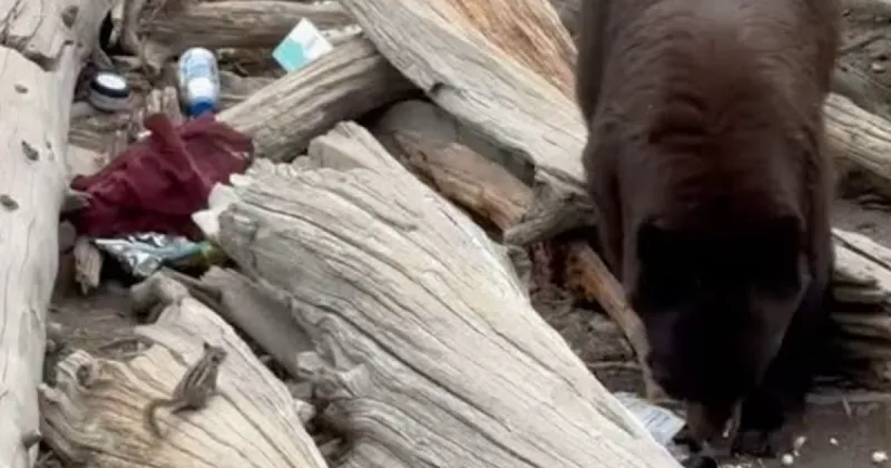 Back bear euthanized in Grand Teton National Park after visitors repeatedly leave food behind