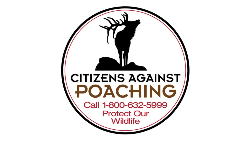 Bull elk illegally shot and left to waste on Sellars Creek Road in Bingham County