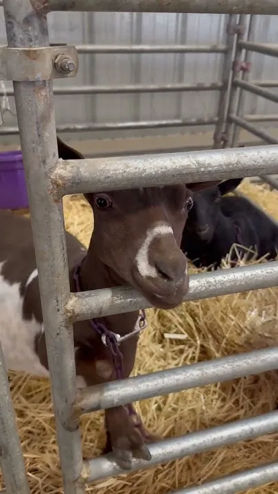 Greet animals and watch mutton bustin' at the Spokane County Interstate Fair (Video)