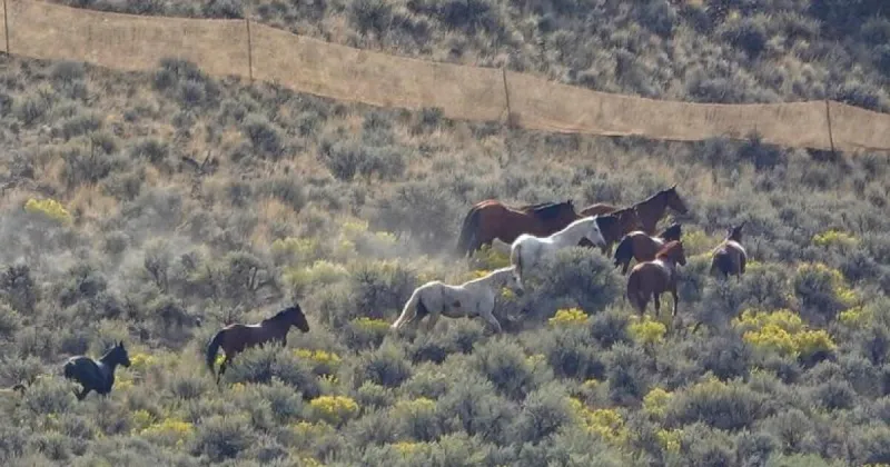 BLM moves over 200 wild horses from Challis herd