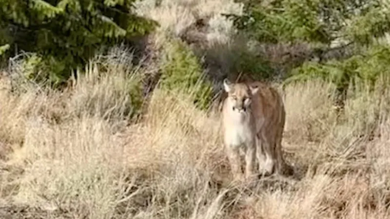 Injured mountain lion near school and daycare in Horseshoe Bend euthanized