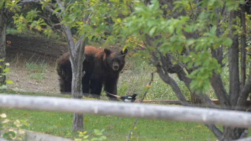 Boise County deputies, Idaho Fish and Game set traps after bear reports in Centerville
