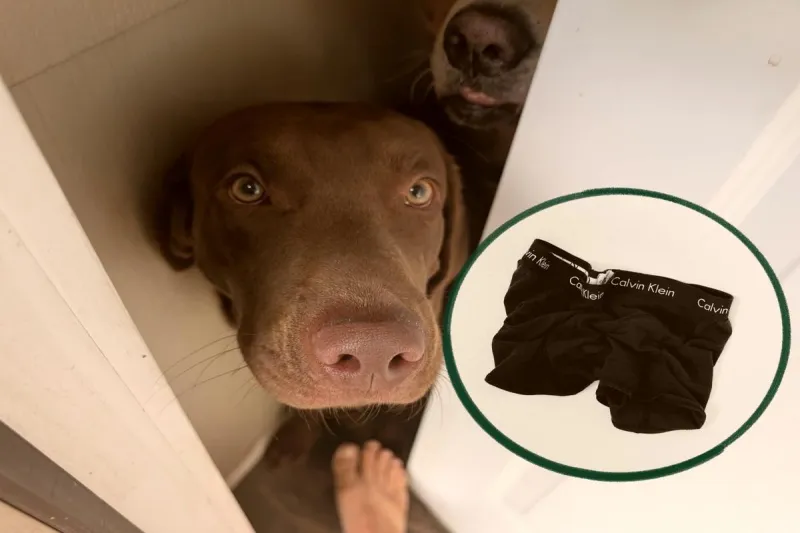 Funny South Idaho Pet Stories: My Dog Locked Me Out In My Boxers