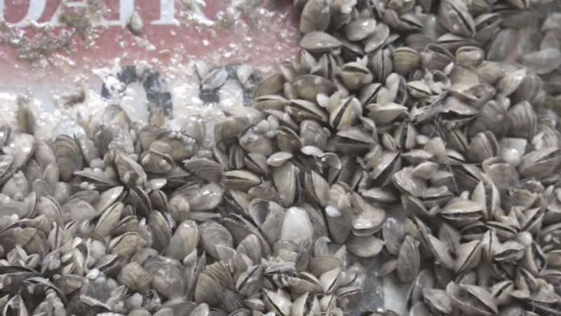 ISDA completes 2026 Snake River treatment after quagga mussels found near Twin Falls