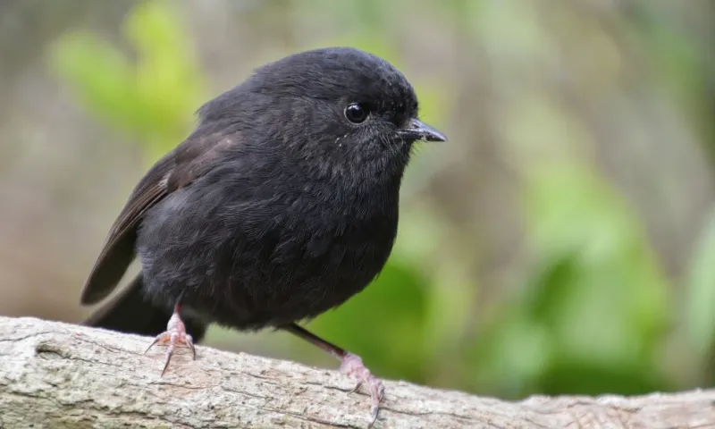 This tiny 'goth' bird was nearly extinct. Now it's New Zealand's Bird of the Year