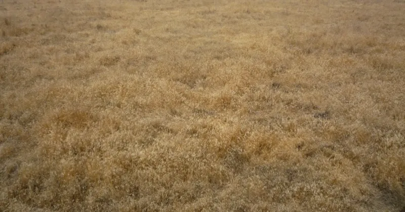 Portion of Boise River WMA to close for invasive grass treatment